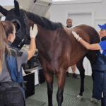 How Do Horses Train for Racing?