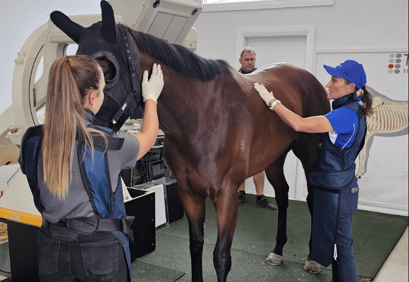 How Do Horses Train for Racing?